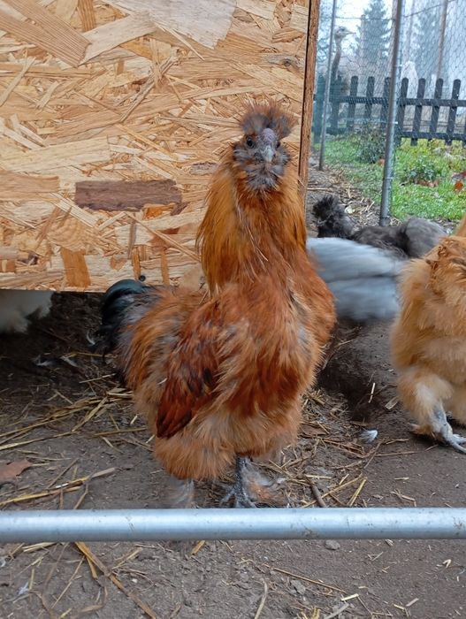 Kogut silka jedwabista