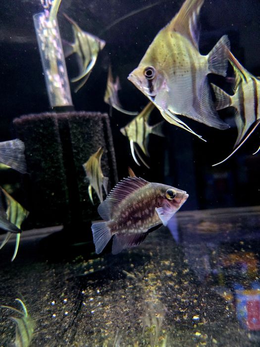 Pielęgnica uaru (Uaru amphiacanthoides)