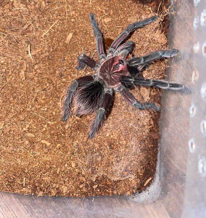 ptaszniki likwidacja hodowli!