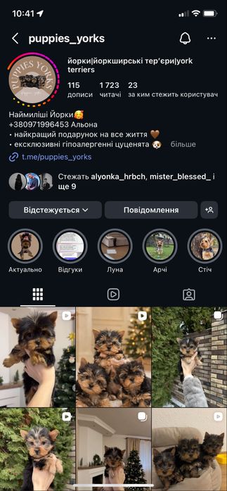 Дівчинка йорк міні