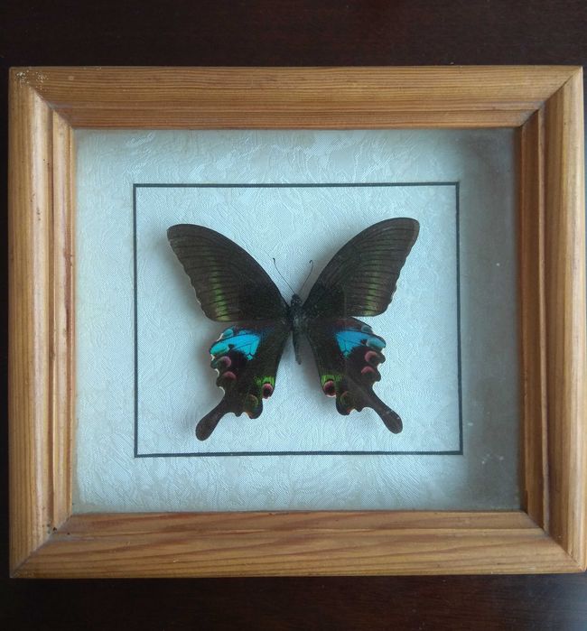 Метелики в рамці