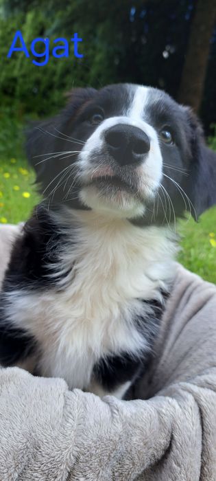 Border Collie szczeniak
