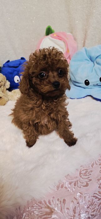 Pudel Toy xxs  samczyk 4 miesięczny po przebadanym Ojcu