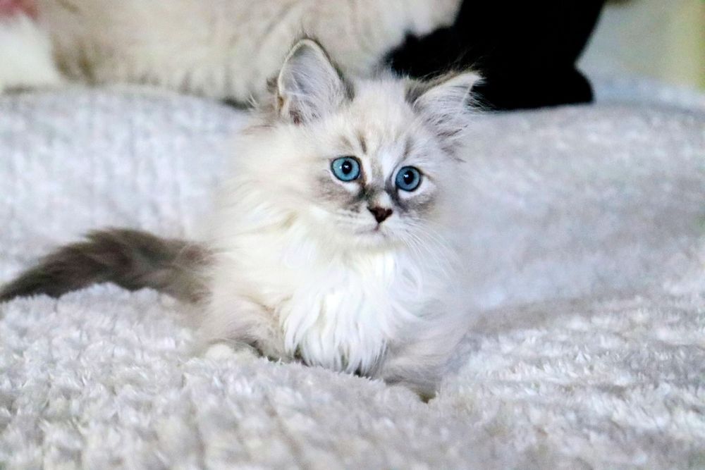 Kotka Neva Masquerade FPL FIFE