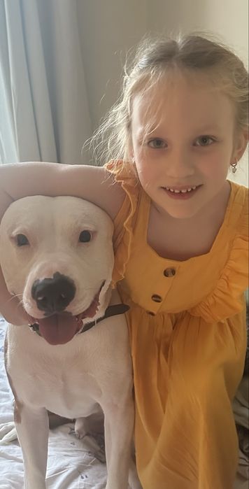 Młody amstaff szuka rodziny