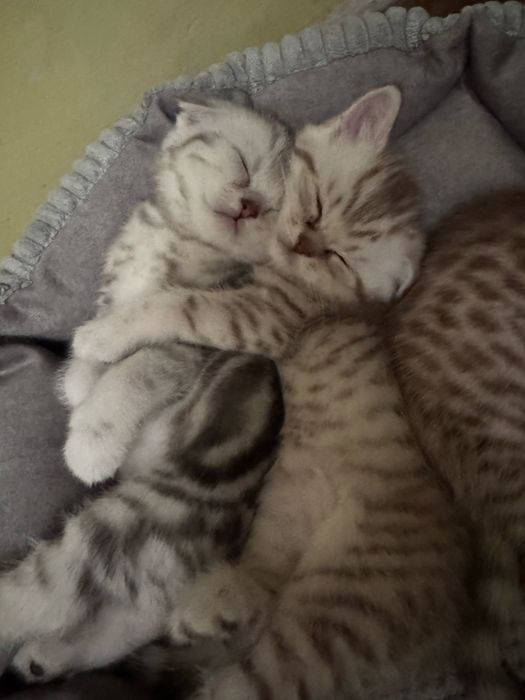 Шотландські кошенята хлопчики