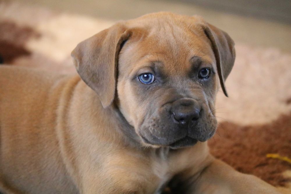 Miot Formentino Cane Corso FCI