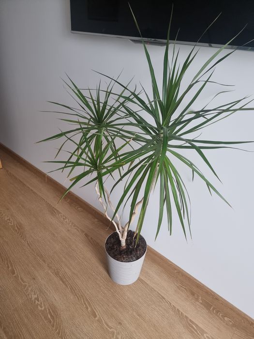 ТЕРМІНОВО Кімнатна рослина Драцена Маргіната