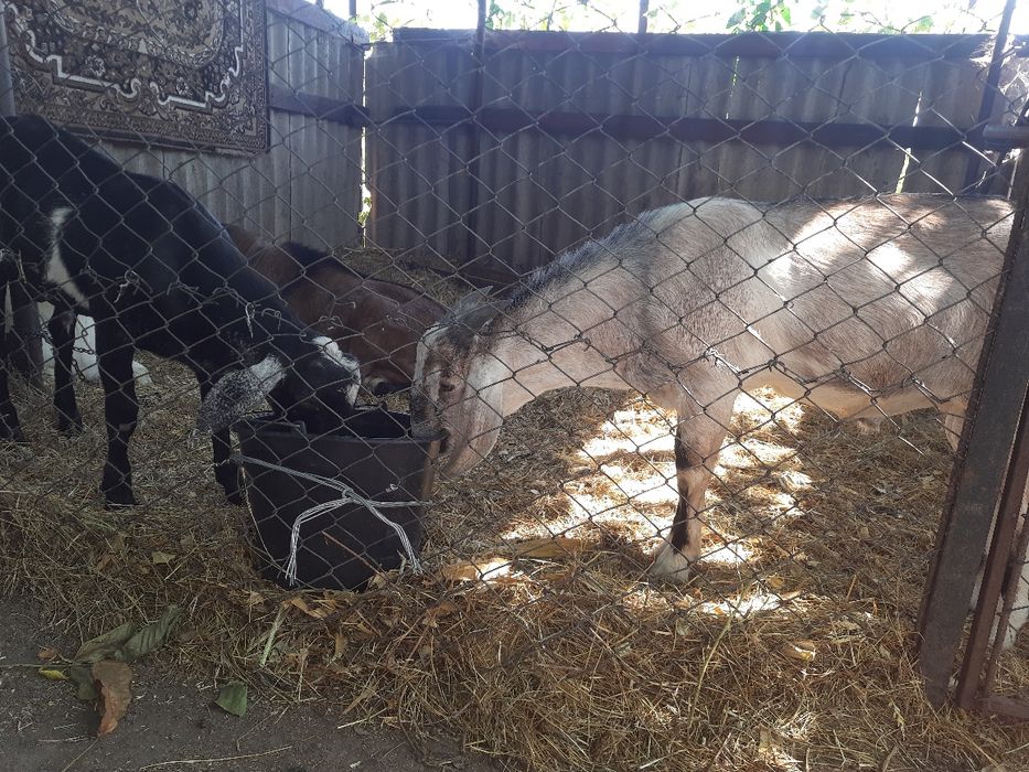 Продам англо-нубійського цапа