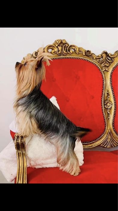 York shire terrier sunia