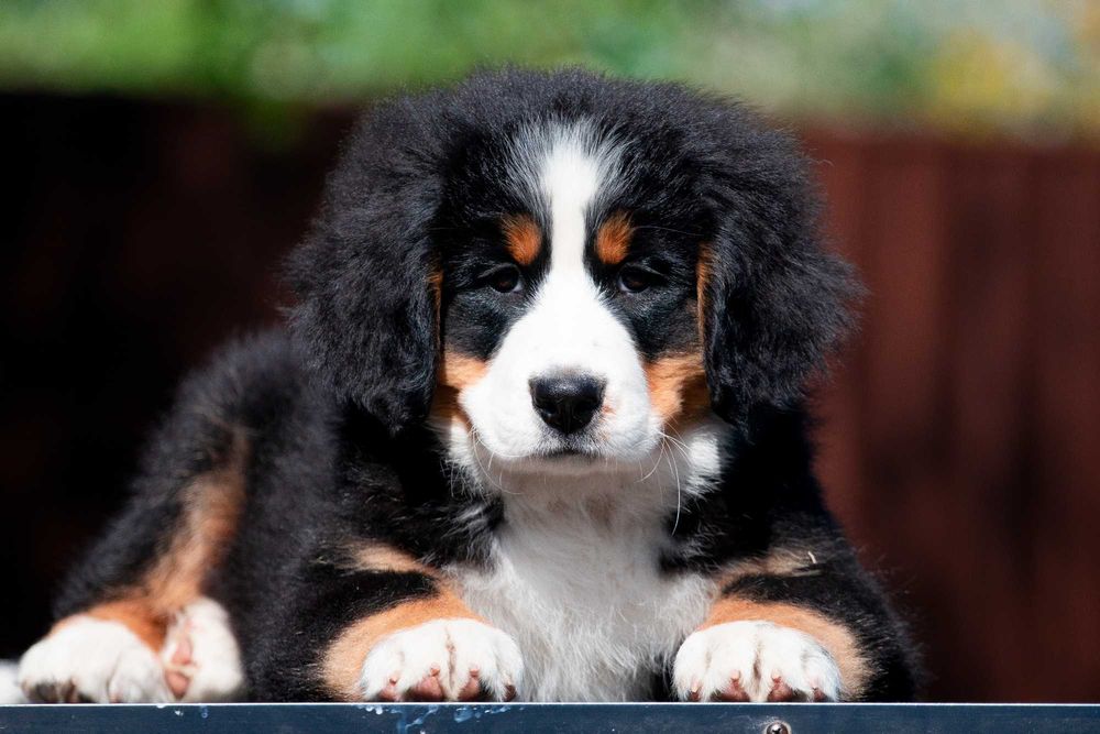 Щенки Бернского зенненхунда