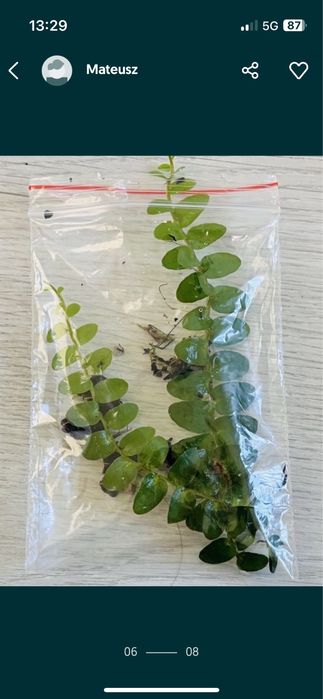 Rosliny tropikalne do paludarium, terrarium- solanum,marcgravie i inne