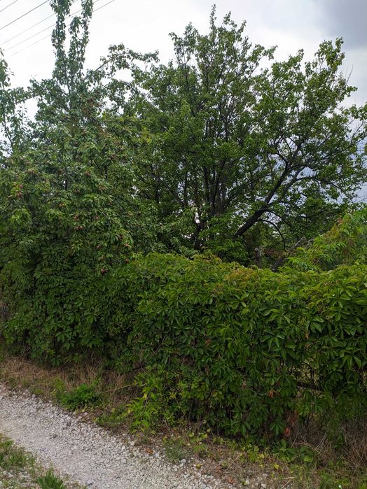 Продам дачну ділянку