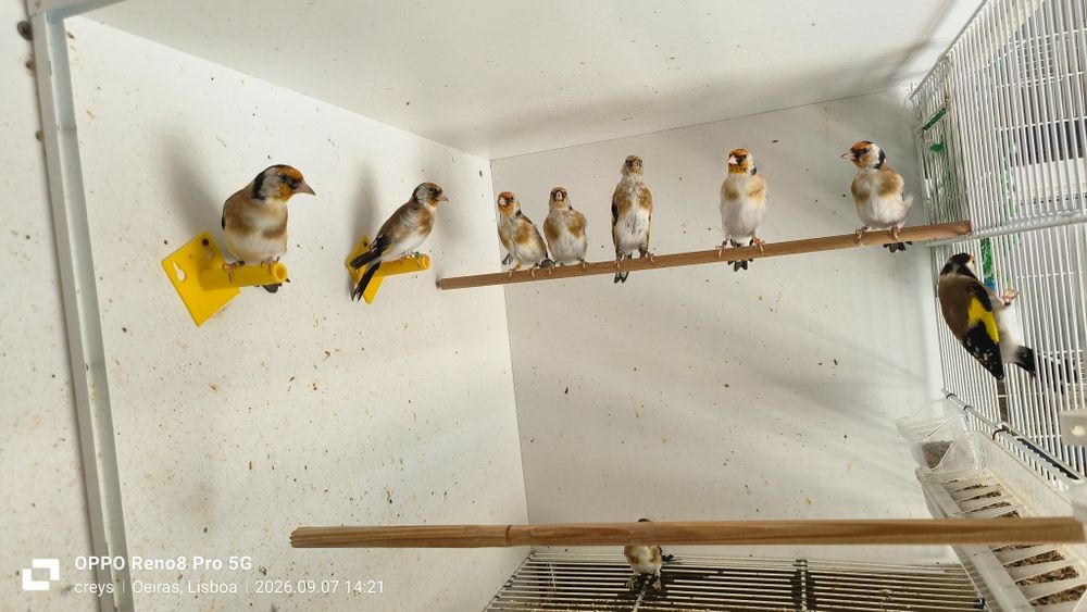 Carduelis major clássicos e portadores