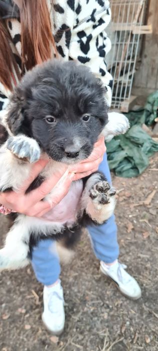 Oddam prześliczną suczkę