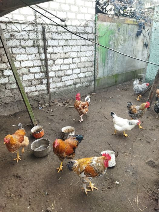 Петухи. Півні, 8 міс. не бройлерилери