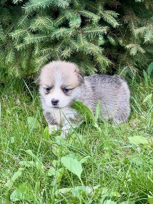 Малюки коргі Пемброк
