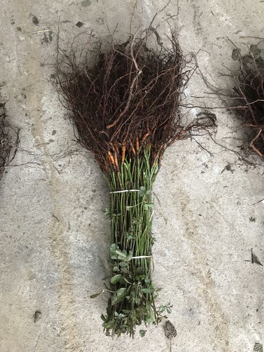 Podkładka bezkolcowa róży