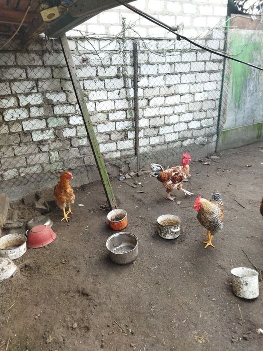 Петухи. Півні, 8 міс. не бройлерилери