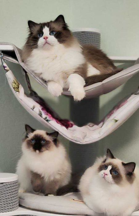Чарівні кошенятка самої ласкавої породи-Ragdoll//Регдолл.