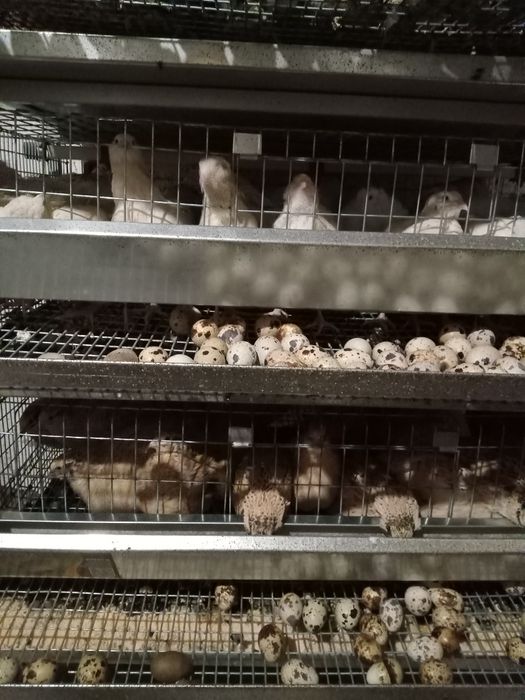 Перепілки - несучки 2 міс  Порода Техаський, Фенікс золотистий