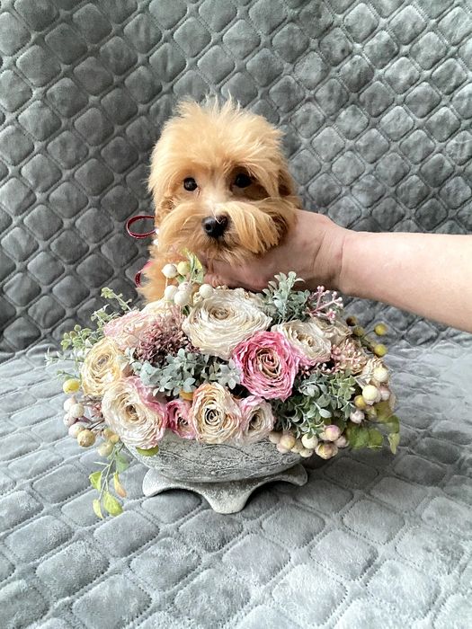 Мальтіпу хлопчик F1