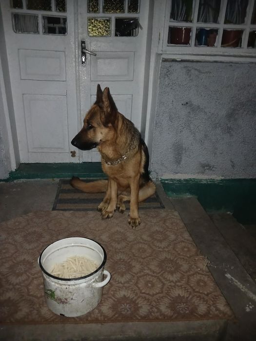 Відам чистокровного німця в добрі рукі