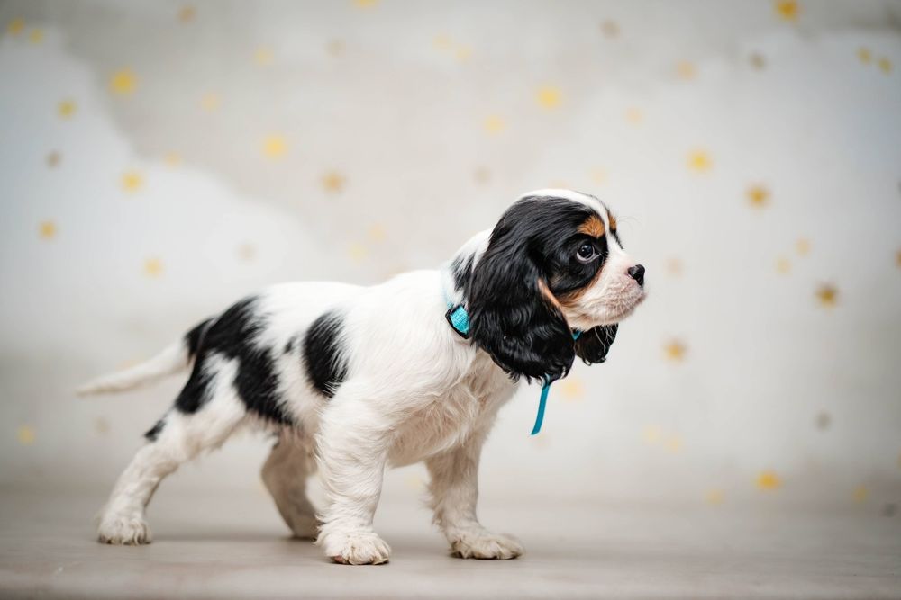 Cavalier King Charles Spaniel