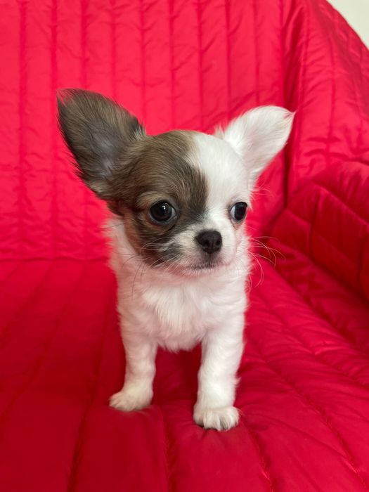 Дівчатка чихуахуа