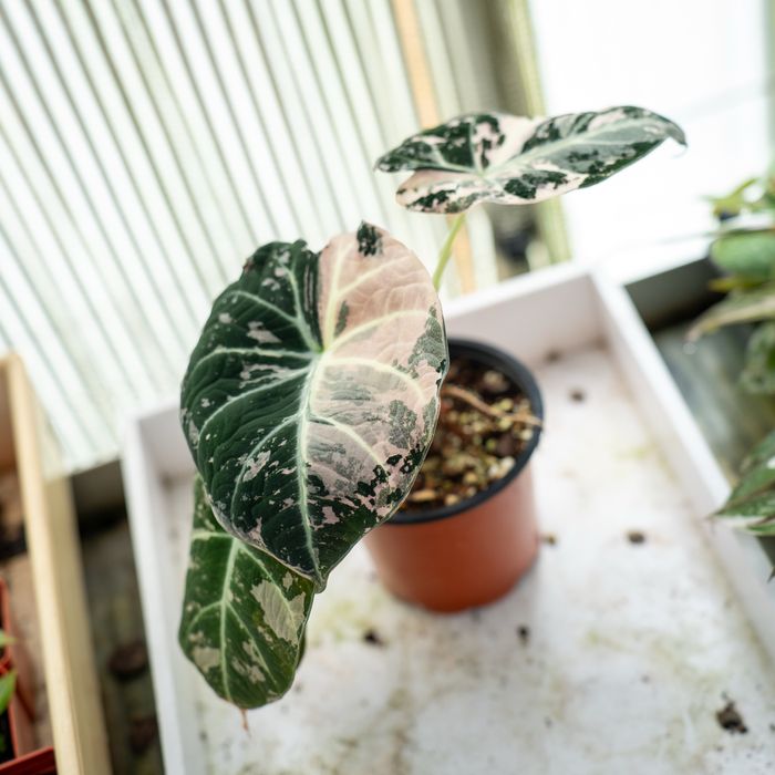 Alokazja ’Black Velvet Pink’ Variegata ~ 20cm