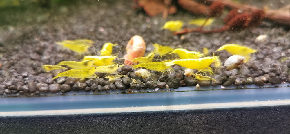 Krewetki żółte yellow neocaridna