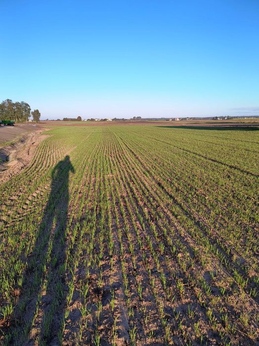 Owies jary Bingo i Figaro zbiór 2025 czysty