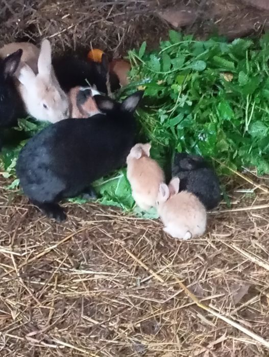 Coelhos lindíssimos