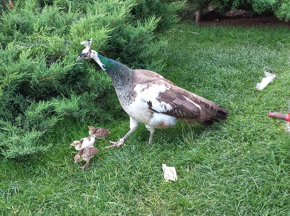 PAW - OSWOJONY samiec z wolnego wybiegu !