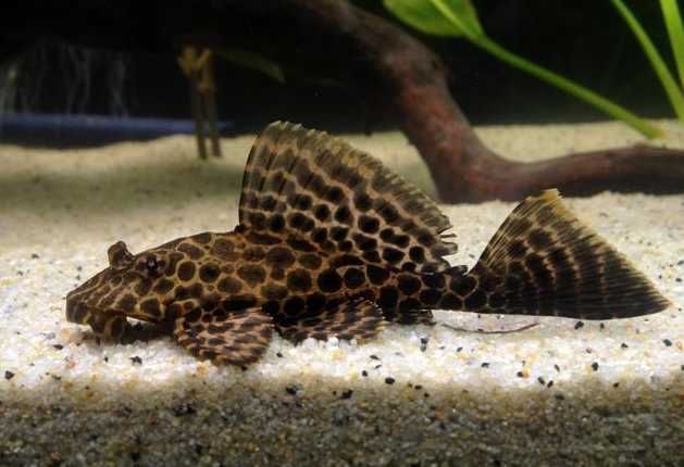 Zbrojnik lamparci gibiceps - do dużego akwarium | Hodowla Łajski