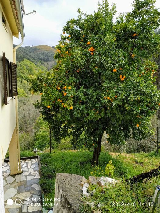 Quinta em Grijó - Castro Daire - Negociável