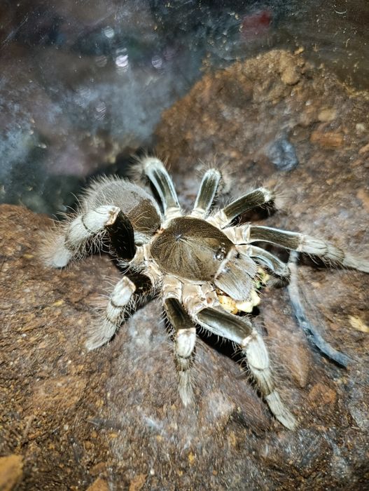 Hysterocrates Gigas