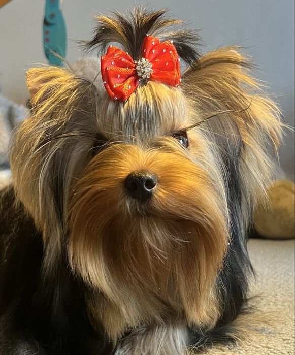 Yorkshire Terrier