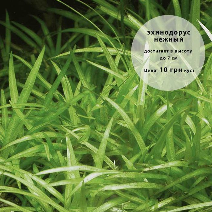 Аквариумные растения по доступным ценам