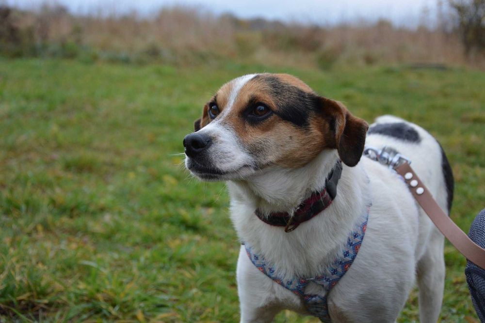 Brodi - słodki pycholek szuka nowego domu ADOPCJA