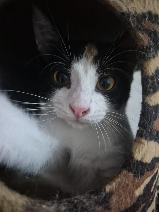 Fá, gatinha para adoção