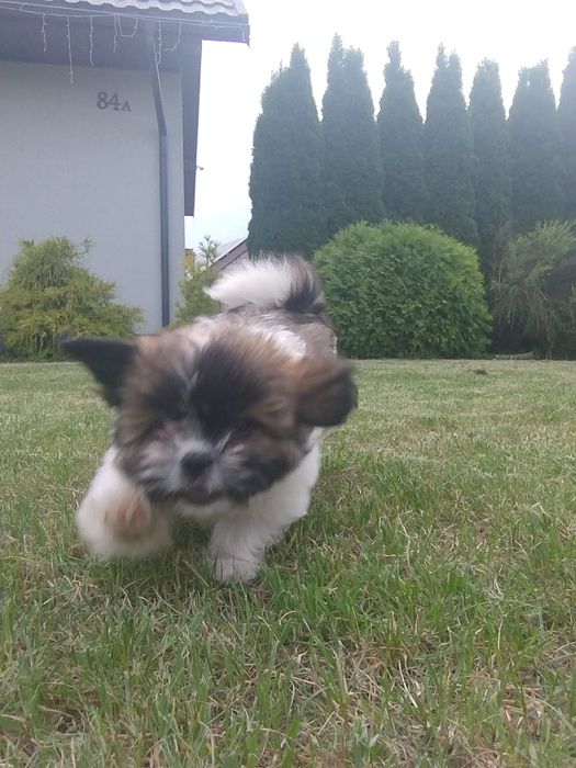 Shih Tzu suczka tricolor
