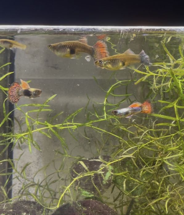 Guppy Red Dragon Halfmoon Mud | Machos, Casais e Trios