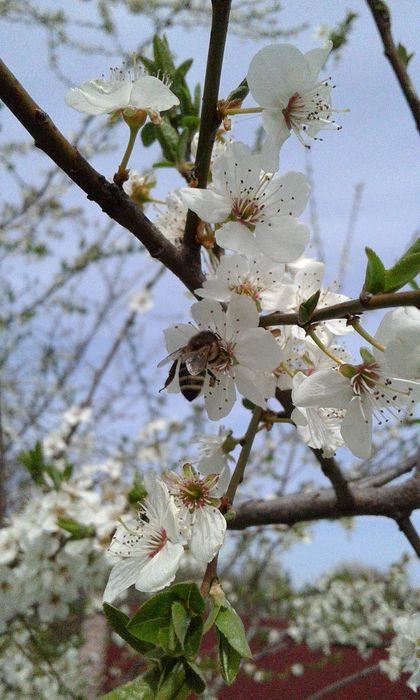 Пилок  квітковий