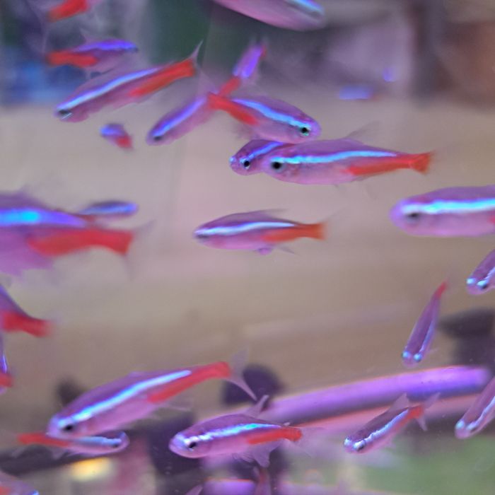 Neon Innesa w sklepie Gruby Kocur Galeria Trend