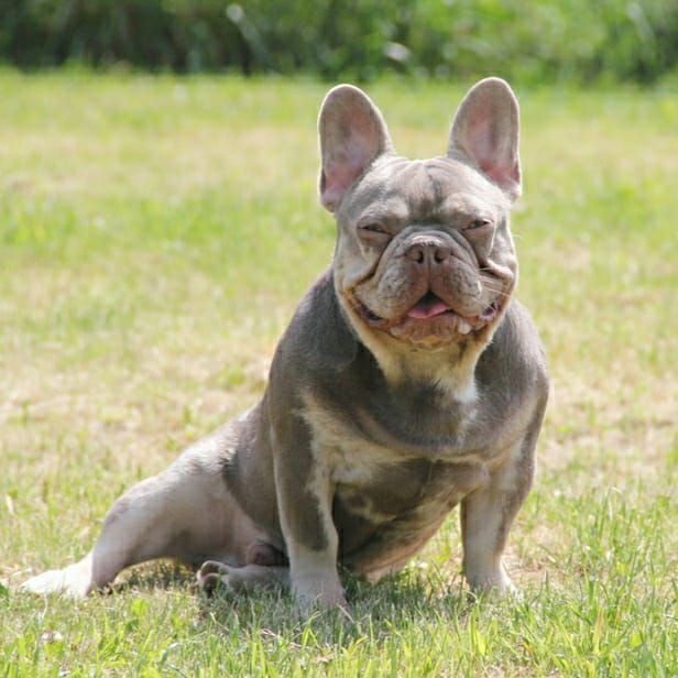 Buldog francuski. Piesek