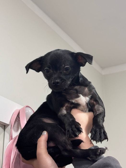 Цуценята чіхуахуа