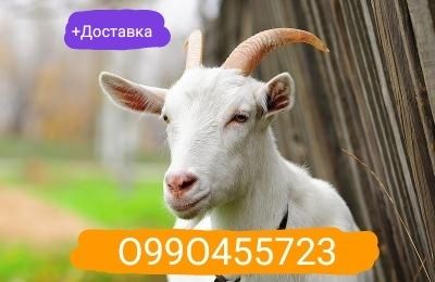 Продается дойные Кози, Козлята