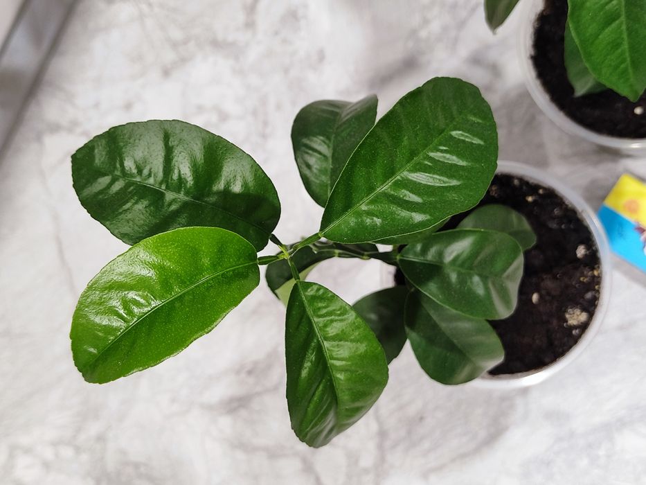 Мандаринове дерево кімнатна рослина фрукти цитрусові розсада