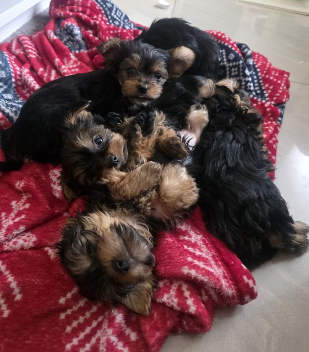 Szczeniak york piesek